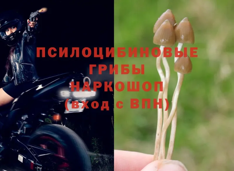 наркошоп  Удомля  Галлюциногенные грибы Psilocybe 